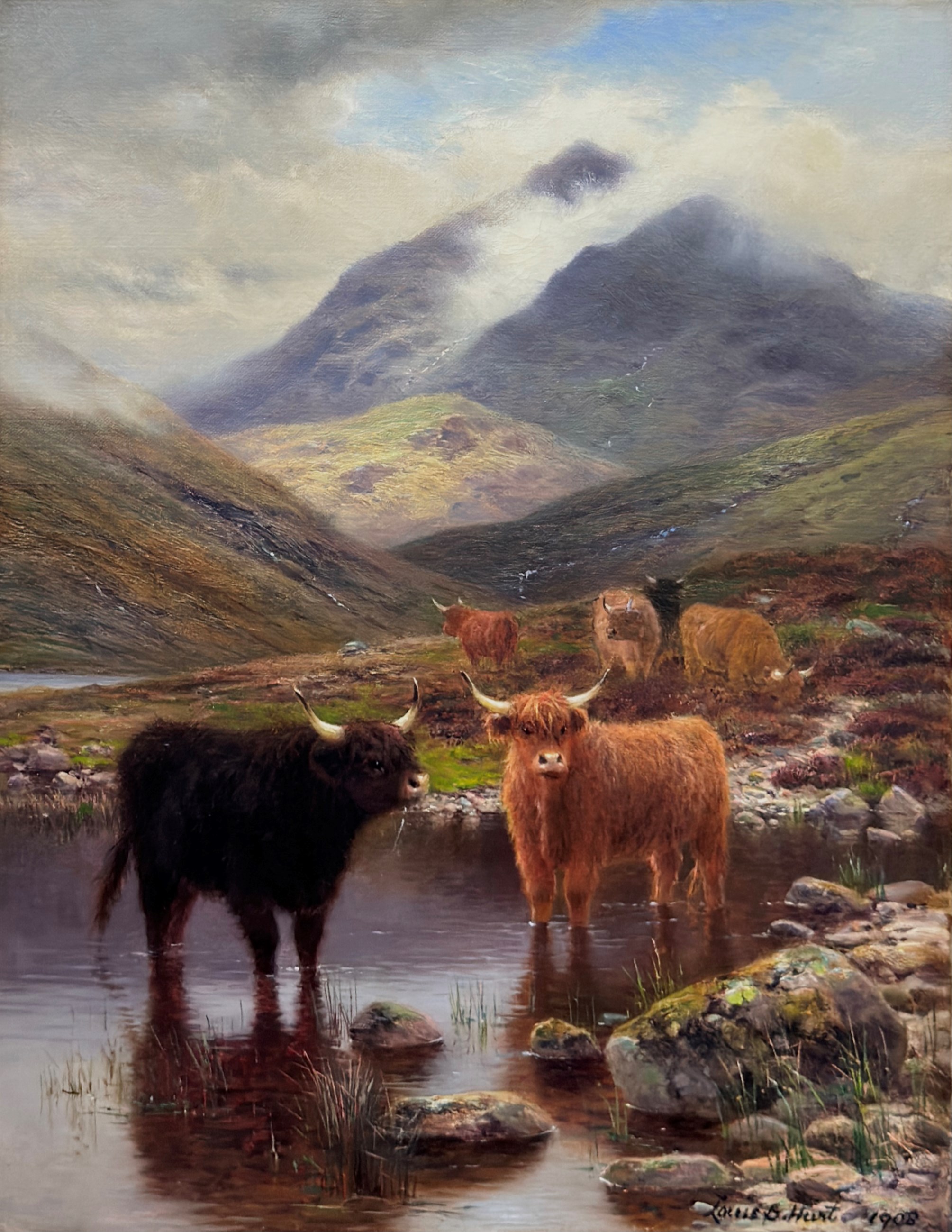 Highland cattle